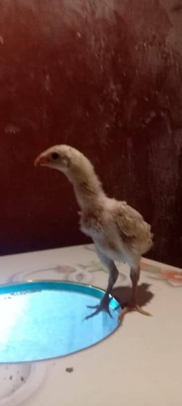 Parrot Beak + Pakistani Cross Chicks | shamoo white Chicks | 12000 per 18