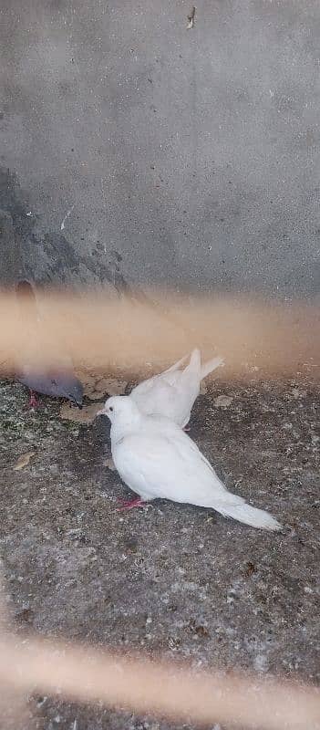 Dove pair 1