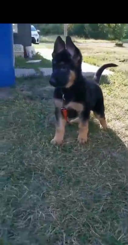 Top quality  German Shepherd puppy  for sale WhatsApp 03287625932 1