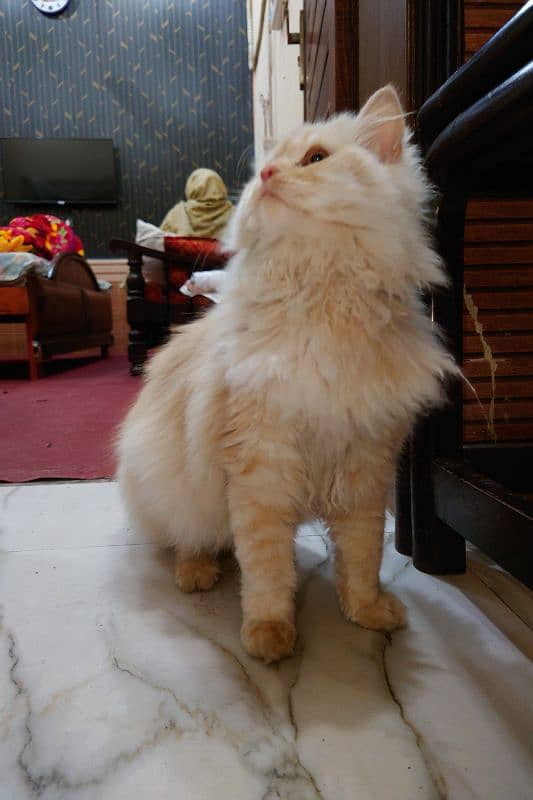 Persian triple coat male for sale 0