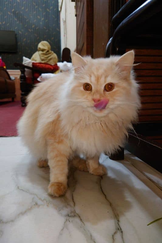 Persian triple coat male for sale 1