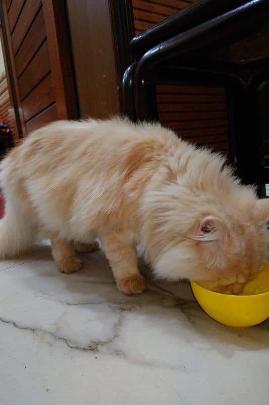 Persian triple coat male for sale 2