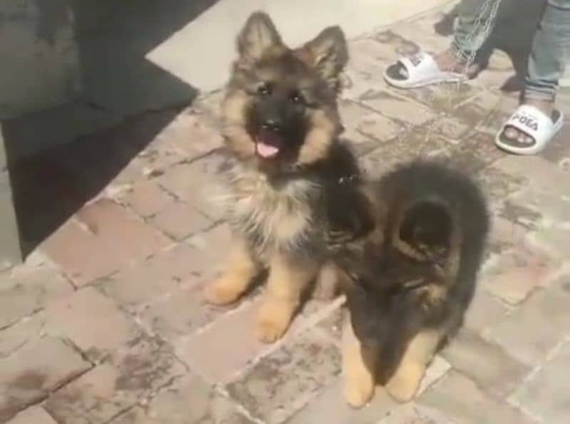 Top quality  German Shepherd puppy  for sale WhatsApp 03287625932 0