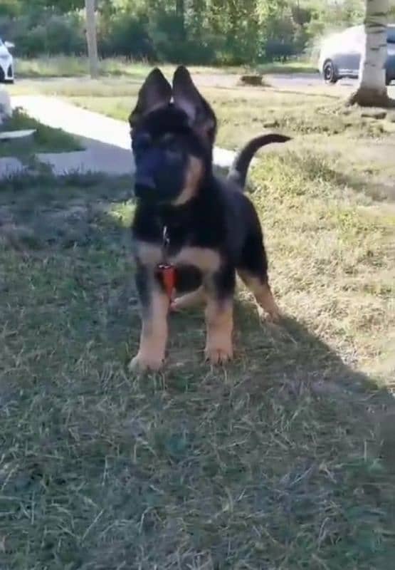 Top quality  German Shepherd puppy  for sale WhatsApp 03287625932 0