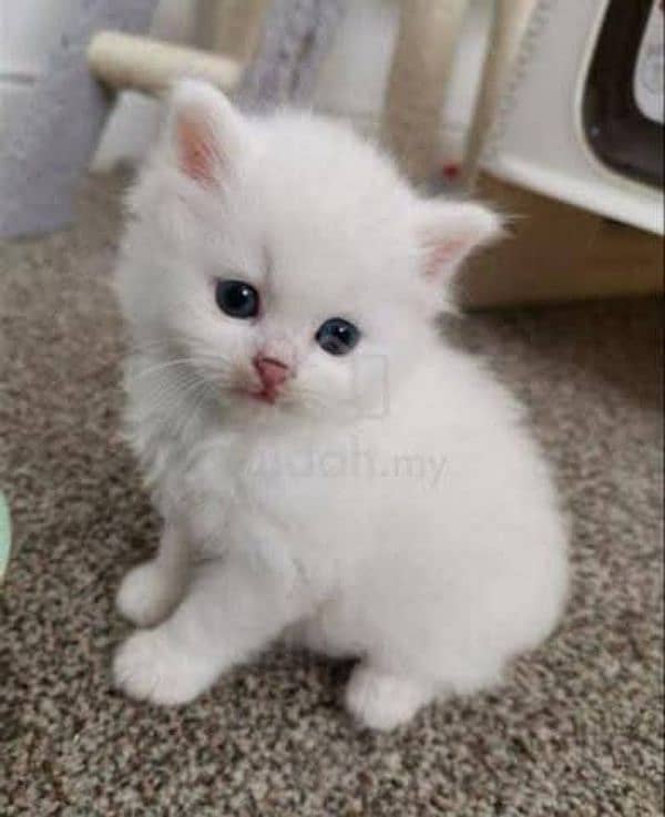 Persian cat for sale 0337/073/24/20 WhatsApp no# 1