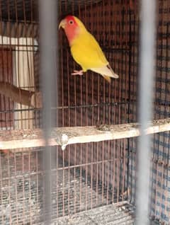 lovebird common Lutino