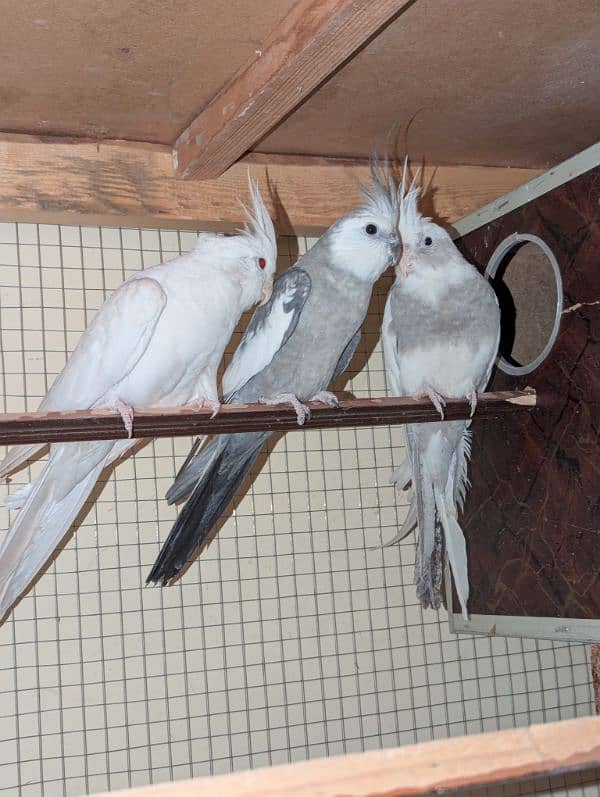 cockatiel all colors and fancy chickens available 0