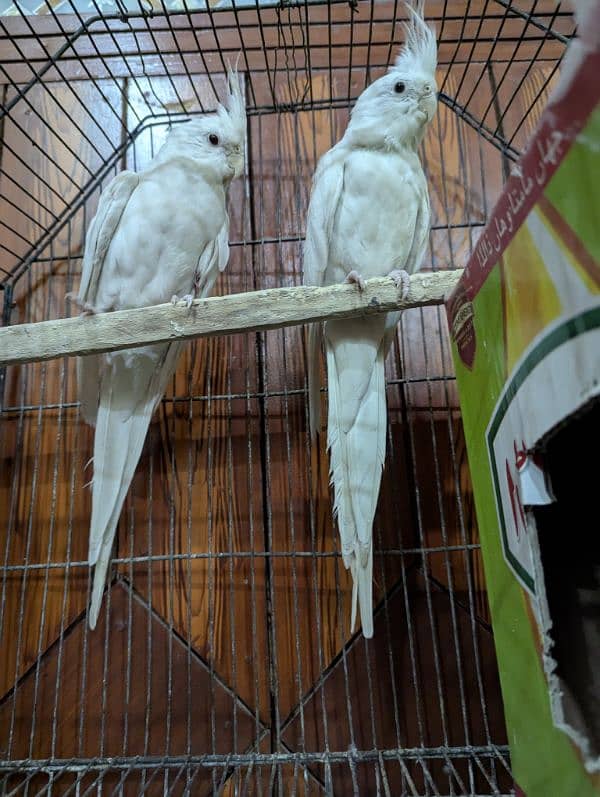 cockatiel all colors and fancy chickens available 2