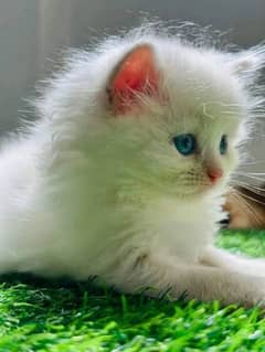 Persian cat for sale 0326/75/88/689 WhatsApp no#