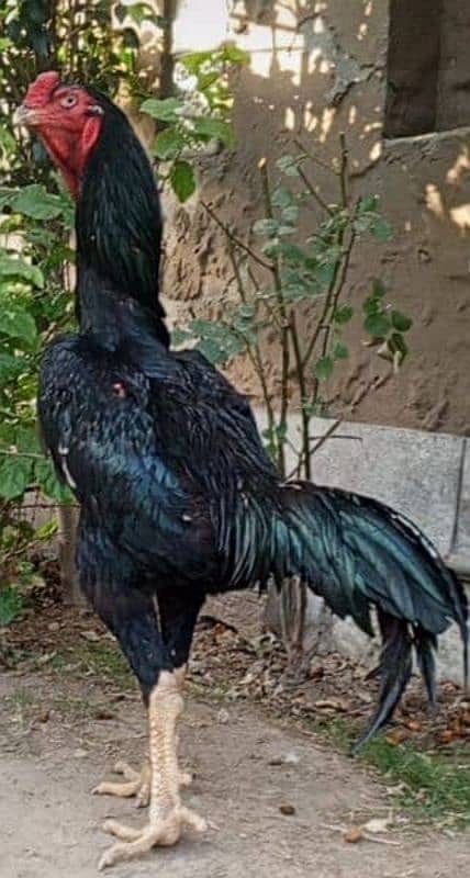 black o king shamo male for sale 0