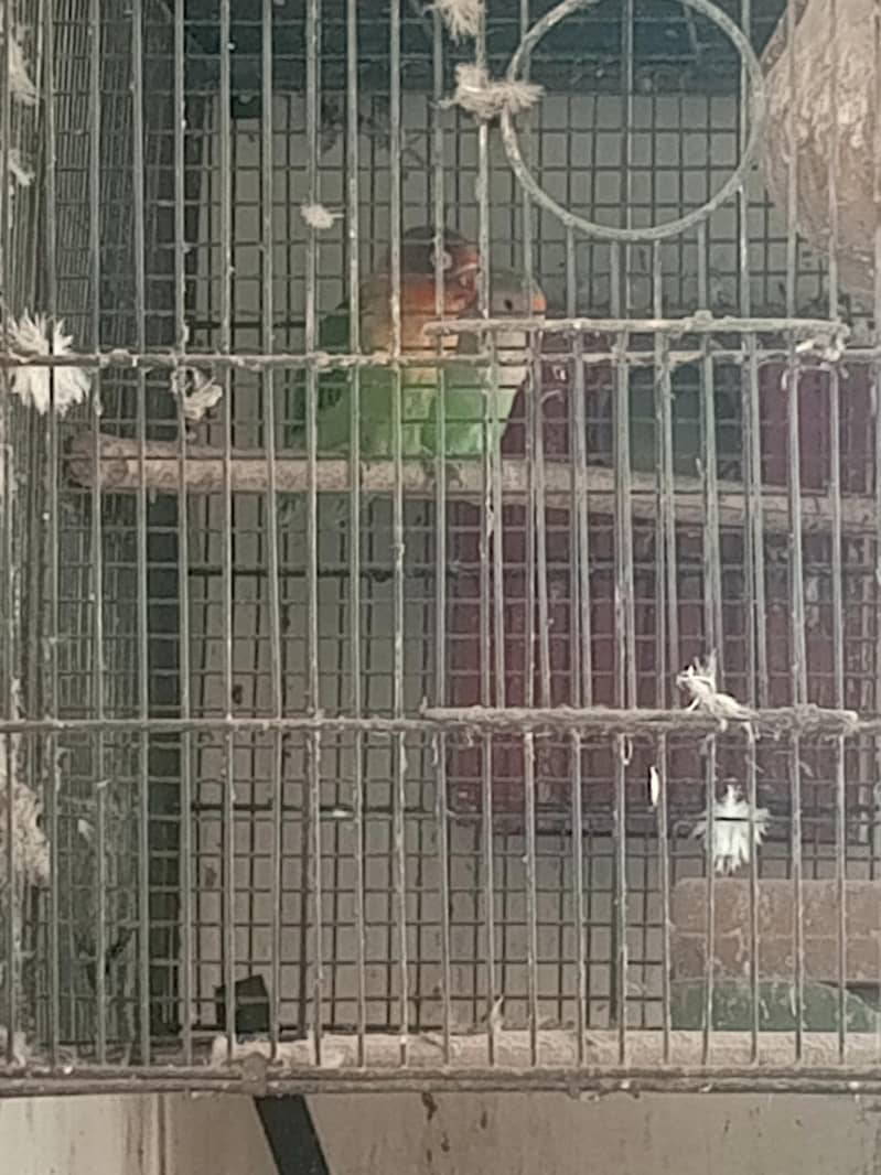 LoveBird and eno white cocktail and cage 1