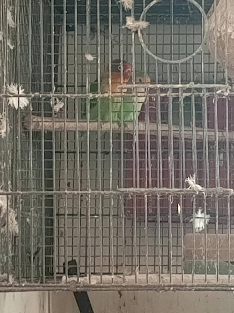 LoveBird and eno white cocktail and cage 2