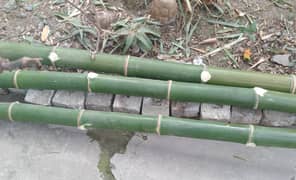 Bamboo