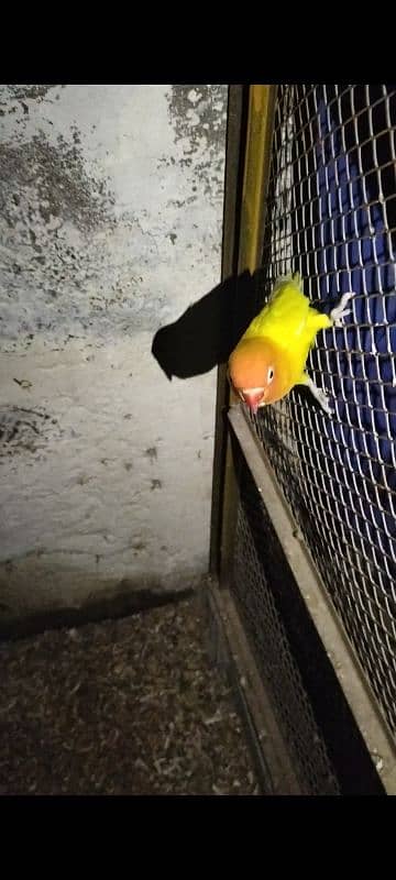 Love birds, yellow pasnta  Love birds for sale 1