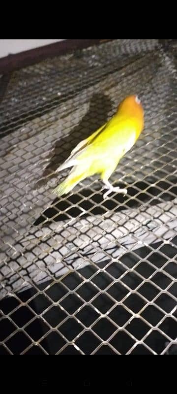 Love birds, yellow pasnta  Love birds for sale 2