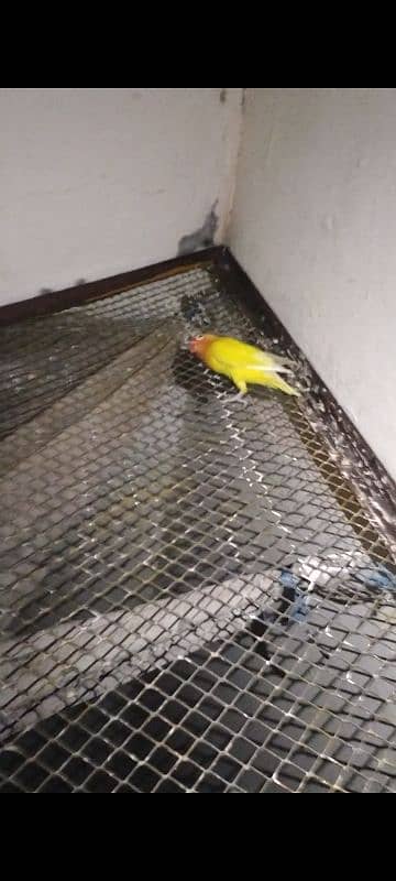 Love birds, yellow pasnta  Love birds for sale 3