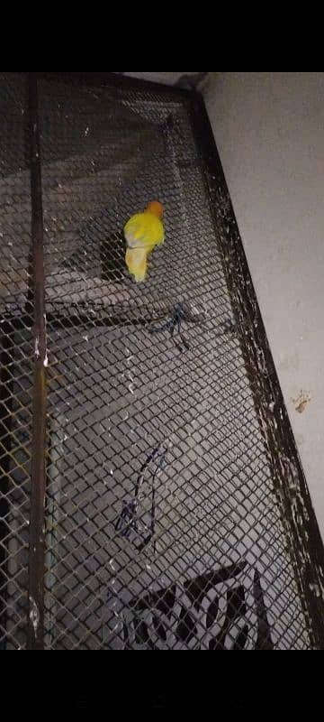 Love birds, yellow pasnta  Love birds for sale 4