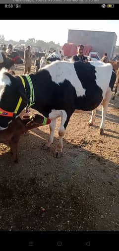 fresien cow for sale