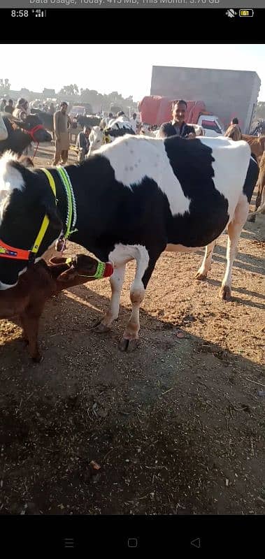 fresien cow for sale 1