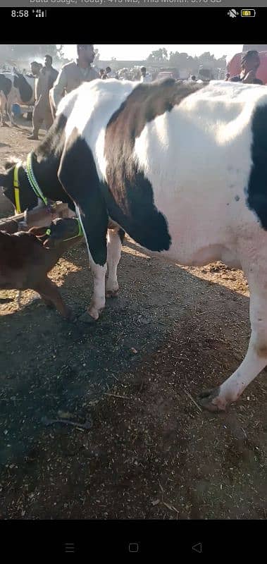 fresien cow for sale 3