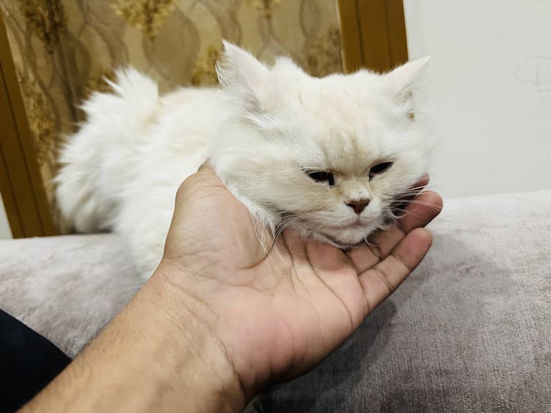 Cat | Persion Cat, Very Attractiv Triple Coated | Persion Cat For Sale 1