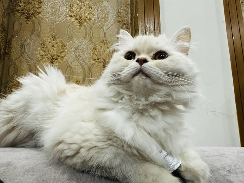 Cat | Persion Cat, Very Attractiv Triple Coated | Persion Cat For Sale 2