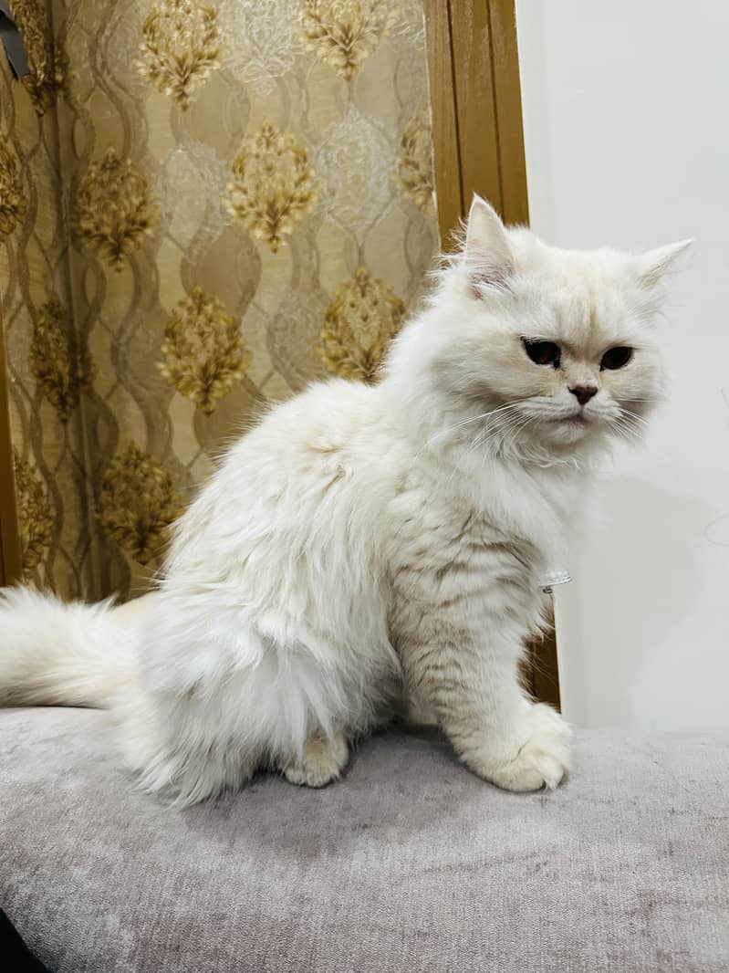 Cat | Persion Cat, Very Attractiv Triple Coated | Persion Cat For Sale 4