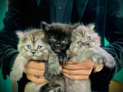 Persian cat kittens for adoption