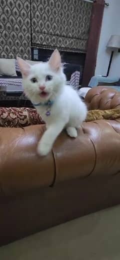 6 months old persian cat