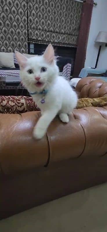 6 months old persian cat 1