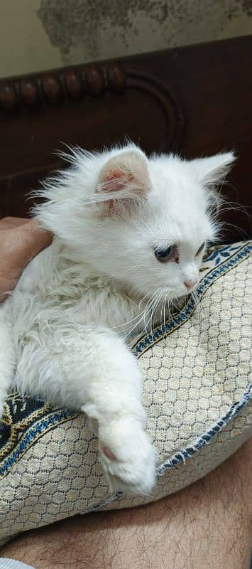 Persian white female kitten 0