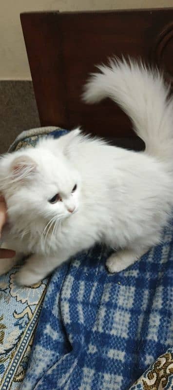 Persian white female kitten 1