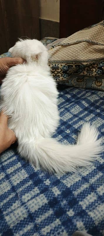 Persian white female kitten 2