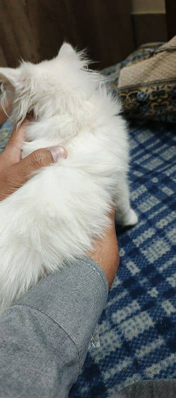 Persian white female kitten 4