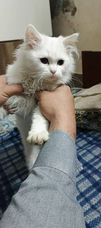 Persian white female kitten 5