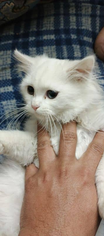 Persian white female kitten 7