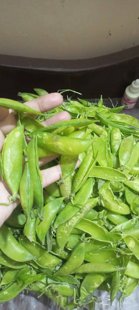 PEA PEEL (Matter k Shilke ) 1