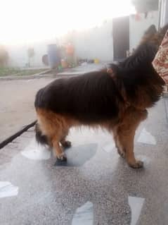 Top Quality German shepherd long coat male available