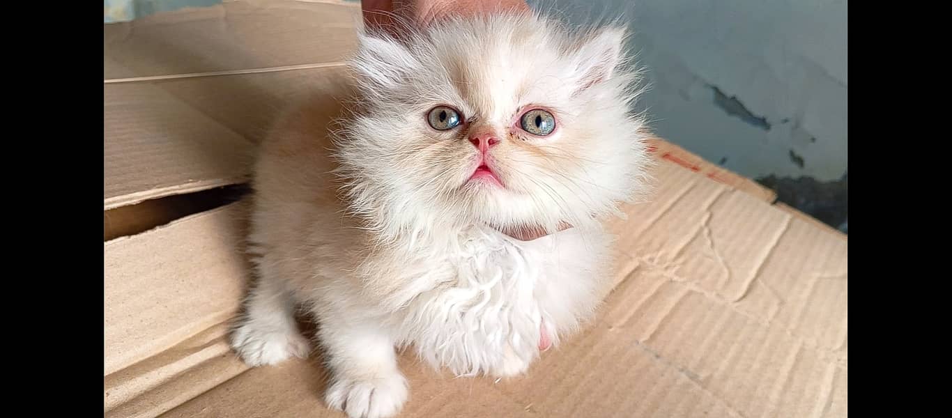 Pure pershion Peki bloodline punch face tripple coated kittens pair 15