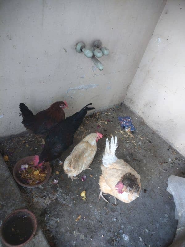 All hen for sale 1