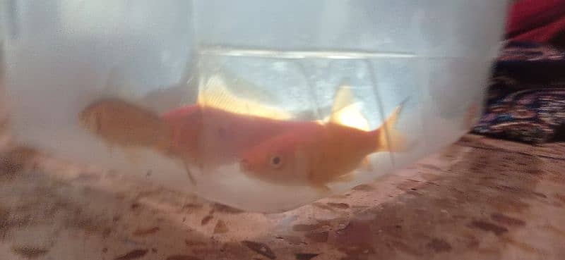 fantail Goldfish & Molly Fish 2