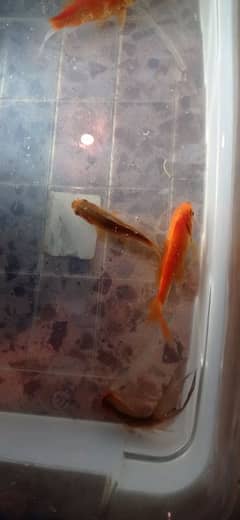 fantail Goldfish & Molly Fish