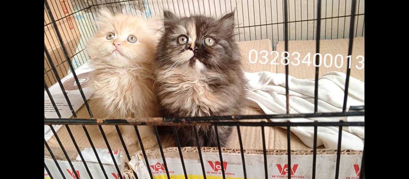 Pure pershion Peki bloodline punch face tripple coated kittens 19