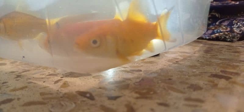 fantail Goldfish & Molly Fish 10