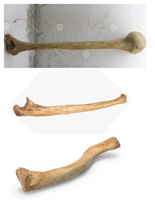 Body bones (humerus, ulna and clavicle) 0