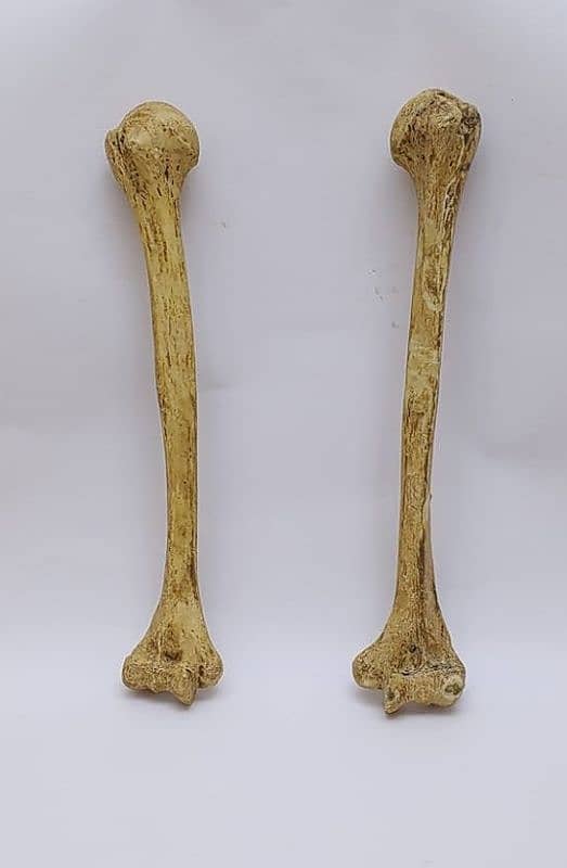 Body bones (humerus, ulna and clavicle) 3