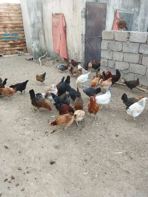 Desi murgia for sale in Rawalpindi. (7 month ki anday danay wali) 2