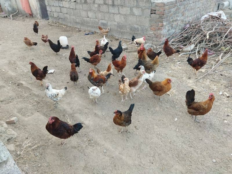 Desi murgia for sale in Rawalpindi. (7 month ki anday danay wali) 3