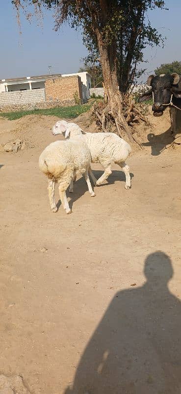 goat | Desi bakri | Nagra beetal | bakra | بکری | gaban 13