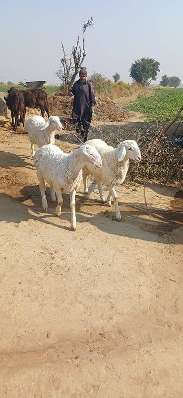 goat | Desi bakri | Nagra beetal | bakra | بکری | gaban 14